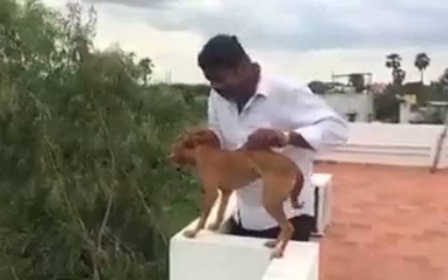 Man throws dog from top of house