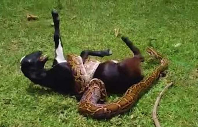 Villagers save GOAT from the grip of python