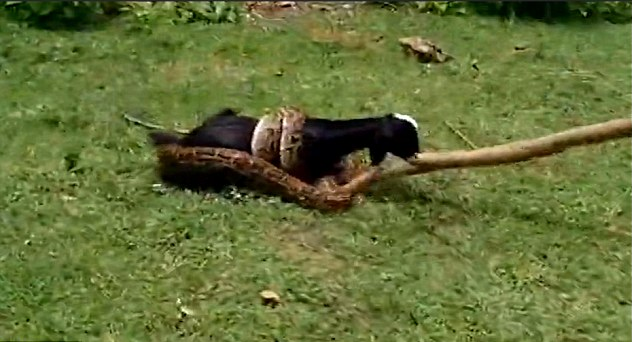Villagers Save GOAT From Hungry Python