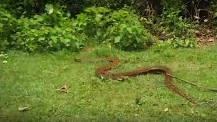 Watch How These Indian Villagers Save GOAT From Becoming Hungry Python's Prey 