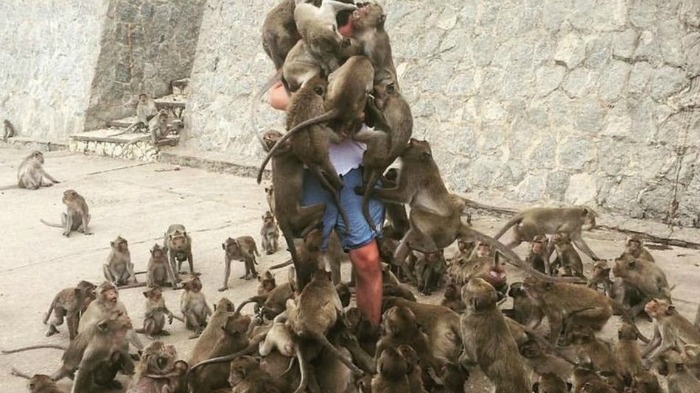 Man Becomes A Subject Of Online Mockery After Being Attacked By Mob Of Monkeys (1)