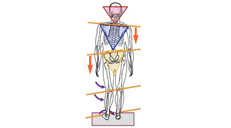 Posture of bones