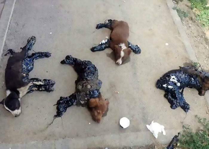 dog-found-in-coal-tar-in-romania