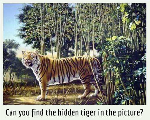 Hiddent igher inside a tiger