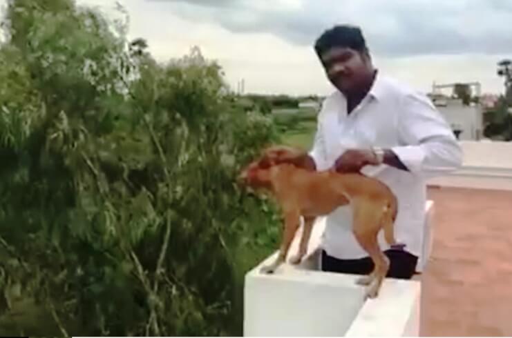 Man throwing dog from terrace