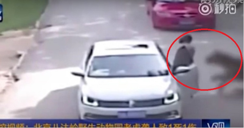 Tiger Mauls Woman To Death In Beijing Safari Park After She Exits Car [video]