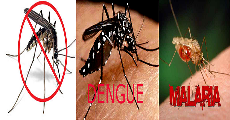 Alert!!..Dengue And Malaria Spreading In Hyderabad