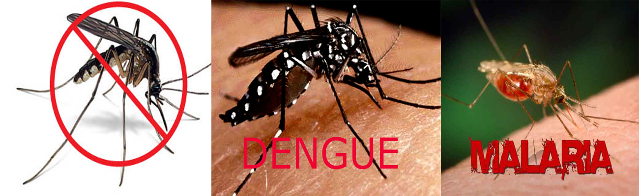 Dengue-Malaria-Spreading-In-Hyderabad 