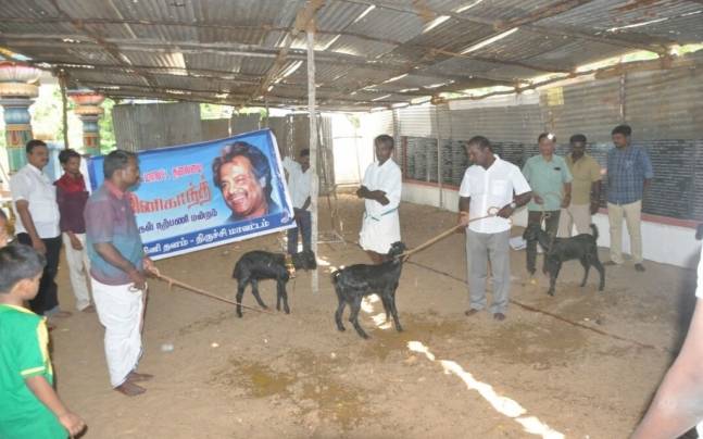 Rajinikanth-fans-slaughter-goats-to-perform-a-ritual