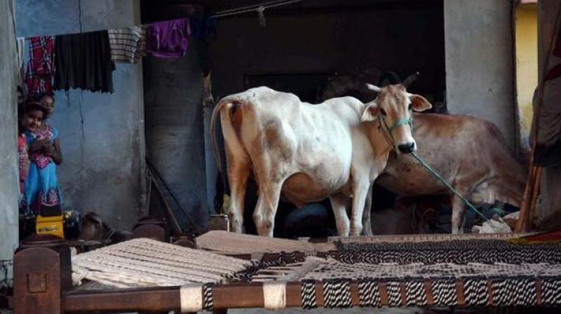 Dalits-allegedly-stripped-thrashed-by-cow-vigilantes-Andhra-Pradesh