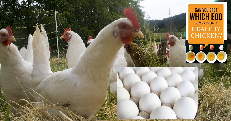 can-you-spot-which-egg-comes-from-a-healthy-chicken-main