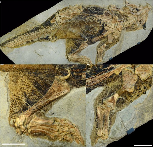 dinosaur-psittacosaurus-could-change-skin-colour1