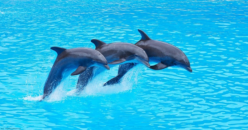 Dolphin Breathes Through Its Mouth Instead of Blowhole 