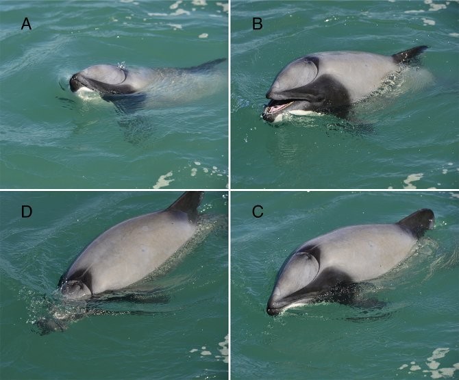 Dolphin Breathes Through Its Mouth Instead of Blowhole 1