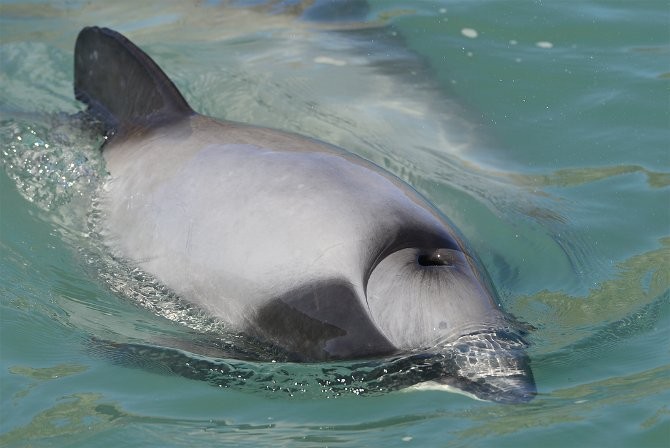 Here's how wide the blowhole normally opens when a dolphin takes in air