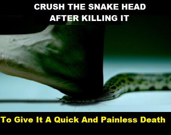 crush-snake-head-after-killing