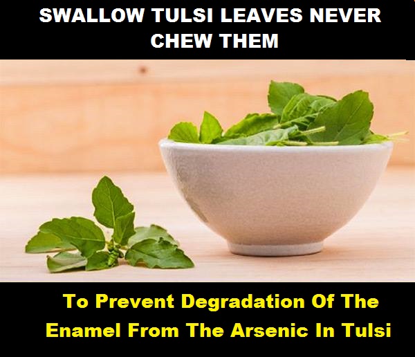 dont-eat-just-swallow-tulsi-leaves