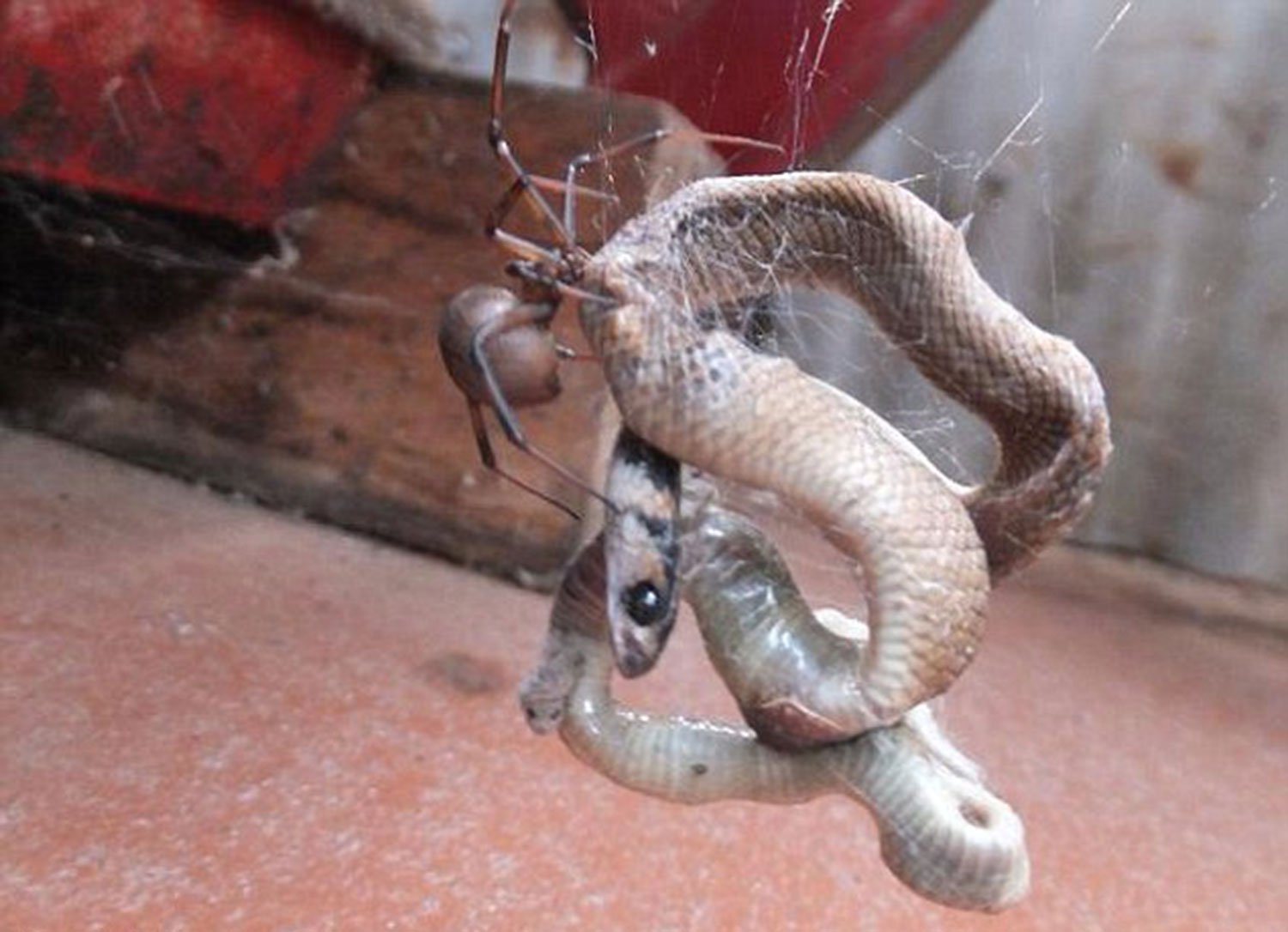 spider-catches-snake