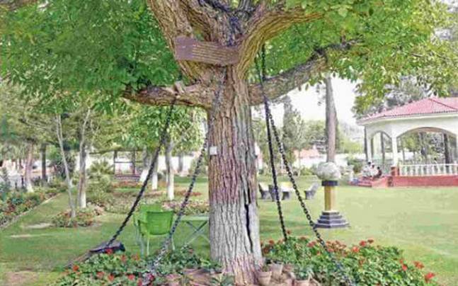 banyan-tree-story-behind-its-100-years-arrest