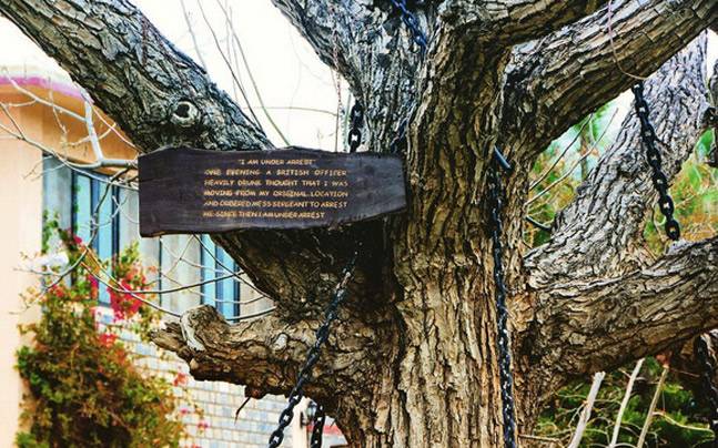 banyan-tree-story-behind-its-100-years-arrest1