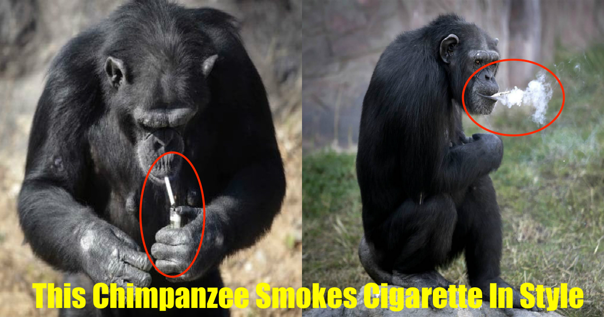 smoking chimpanzee in korea