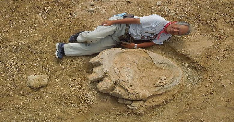 dinosaur foot preserved