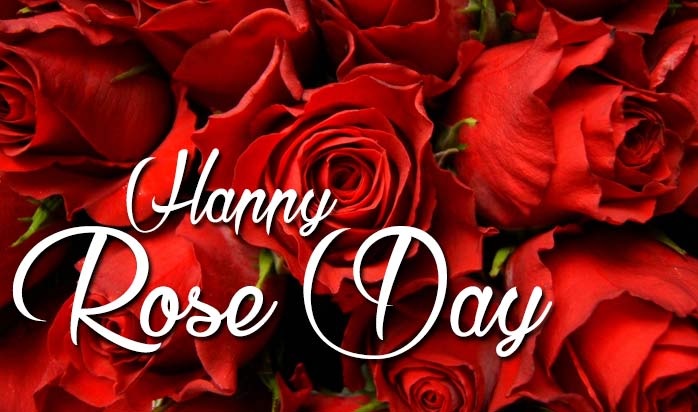 7th February Rose Day