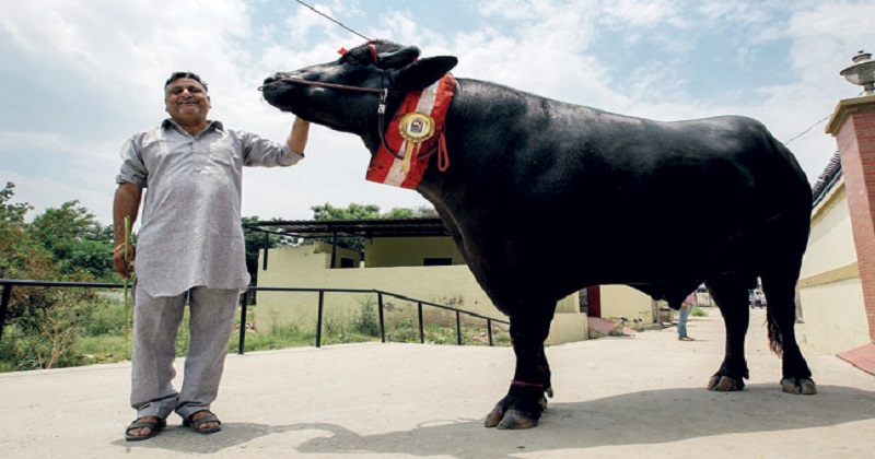 unknown things about india's buffalo yuvraj and his price
