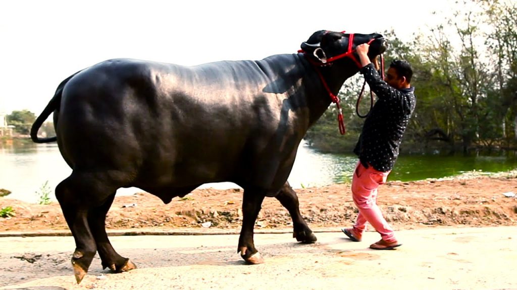 cost of buffalo yuvraj of chitrakoot, speciality about it
