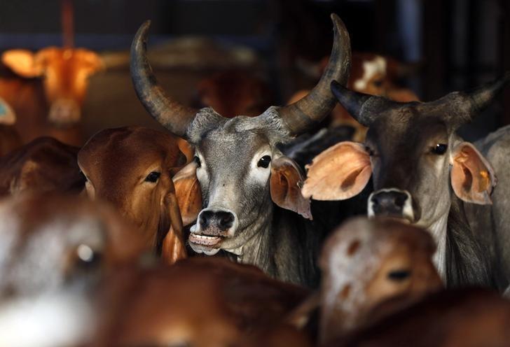 cow-slaughtering-ban-in-india