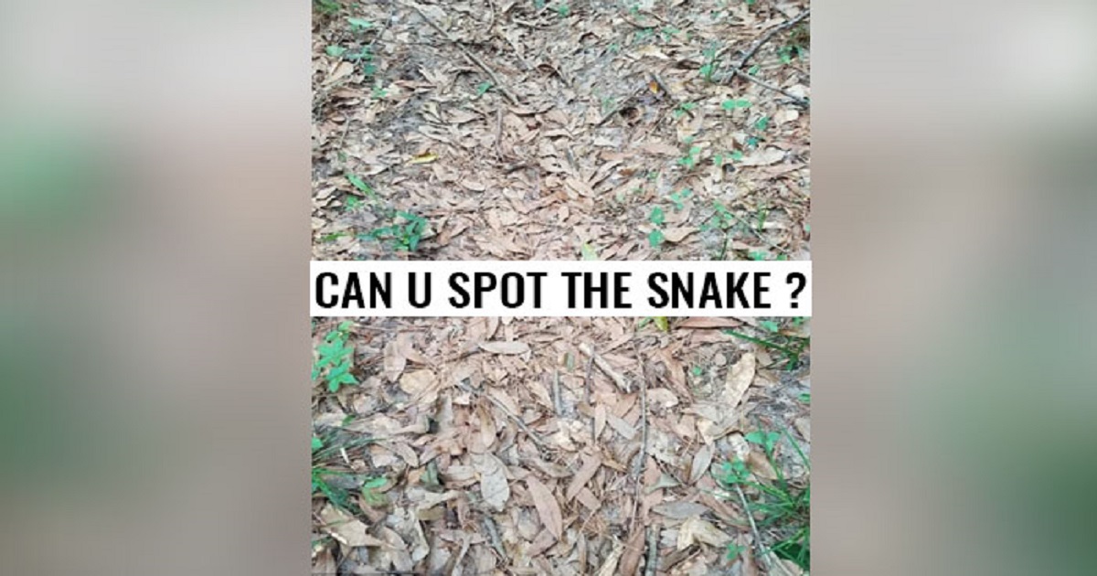 the snake puzzle