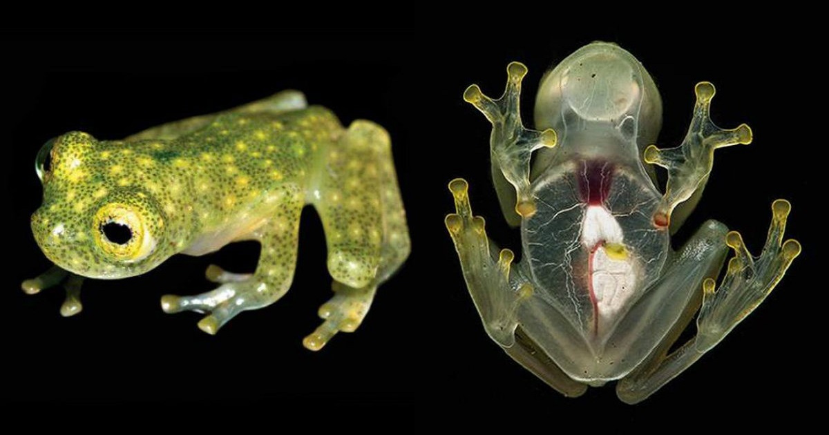 Newly Discovered Frog Species ‘Glass FrogsHeart On Skin Visible’ Are
