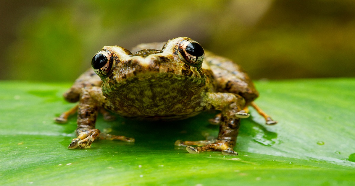 ‘Heredia Robber Frog’ Assumed As Extinct Now Reappears In California ...