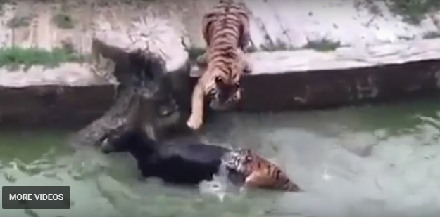 tigers, china zoo