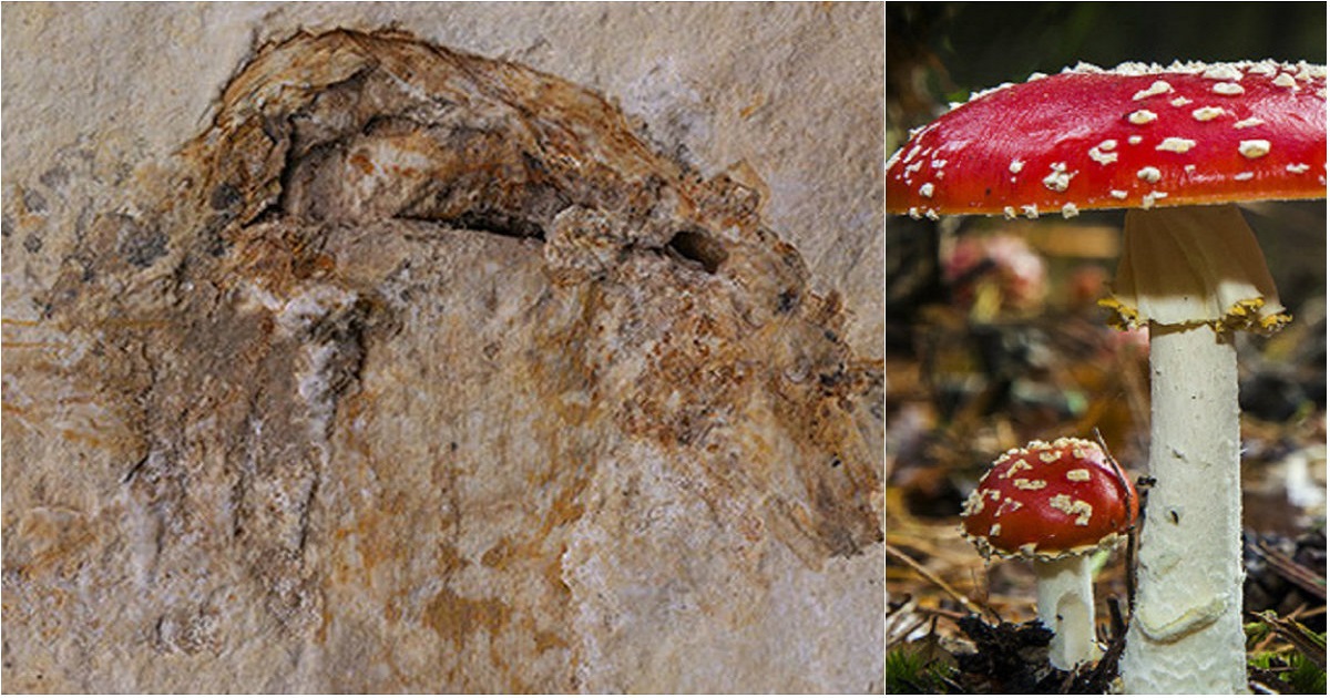 Scientists Now Discovered World's Oldest Mushrooms In Brazil