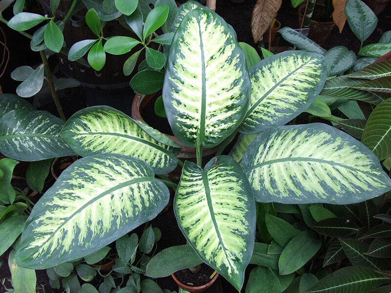 Dieffenbachia is the among the dangerous plants