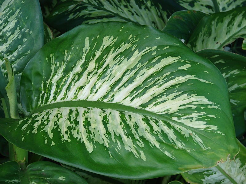 leaves