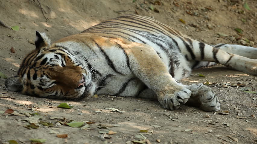 Тайгер видео. Амурский тигр сидит. Спящий тигр фото.