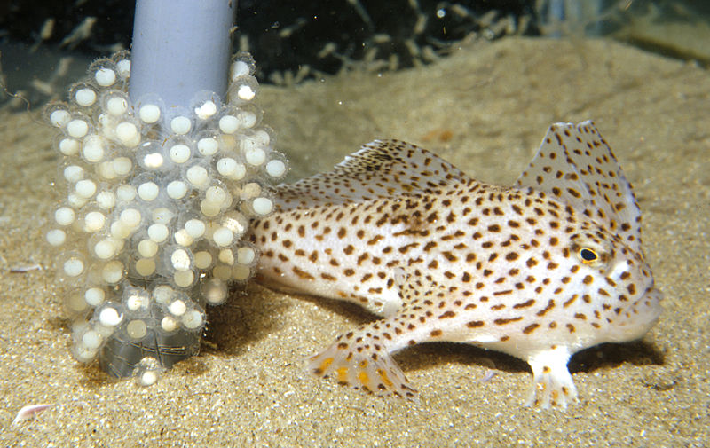 Image result for hand fish australia