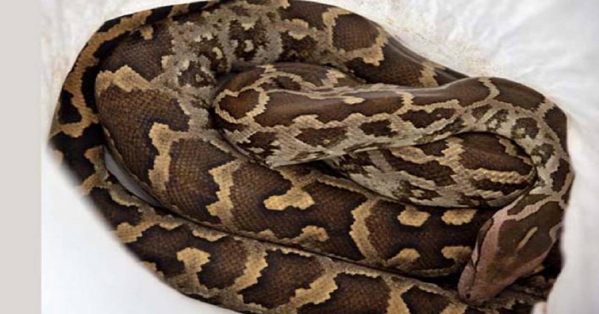 Hyderabad: Python Spotted In Classroom Under Bench