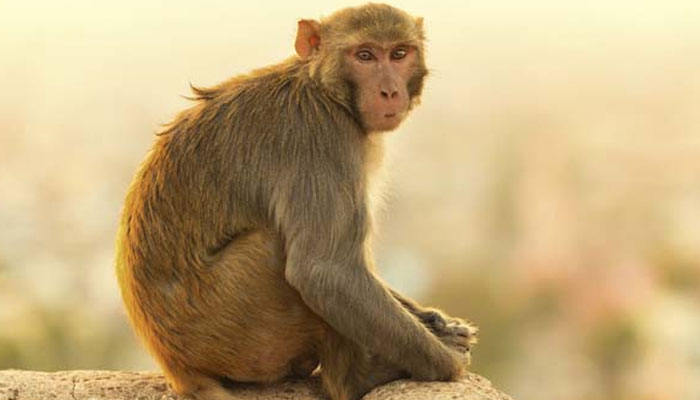 Monkey hoists national flag