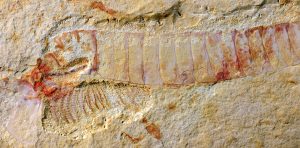 arizona flat worm fossils