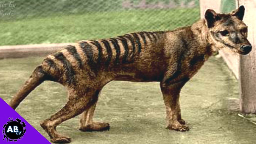 benjamin last tasmanian tiger