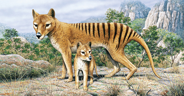 tasmanian tiger extinction reason