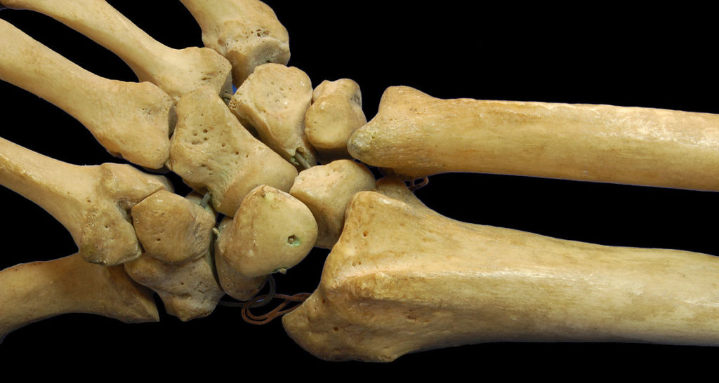 human bones grown in lab