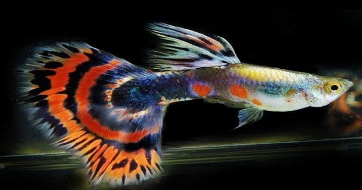 [WATCH VIDEO] Scientists Now Finds Out That Fish Have Personalities