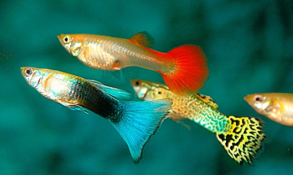 guppy fish personality research