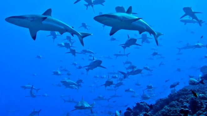 sharks and rays life span james cook university