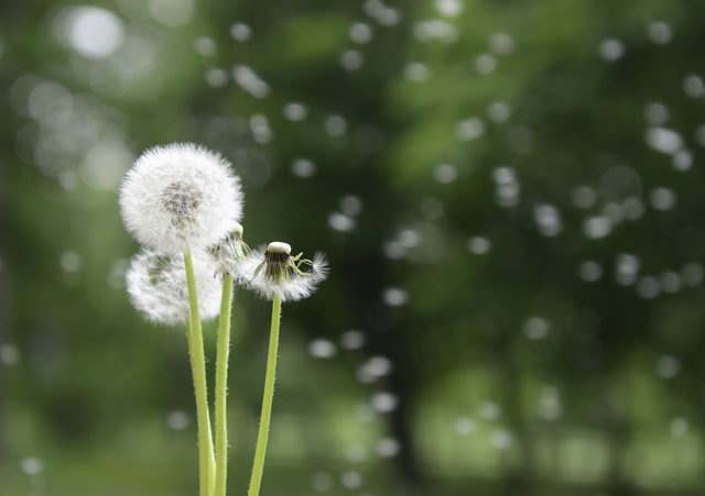 treating lump behind ears with dandelion