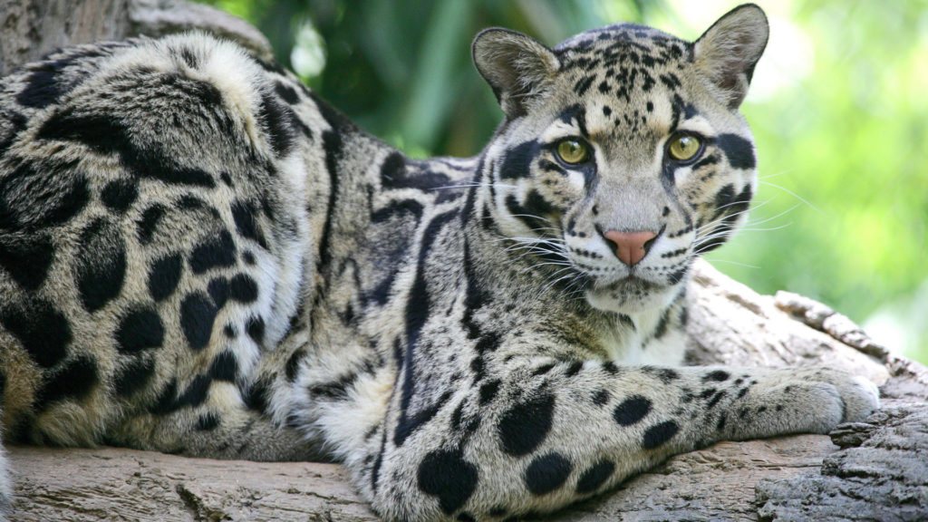 Clouded-Leopard in mizoram